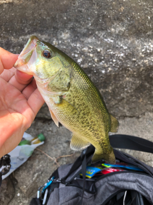 北湖にバス釣り