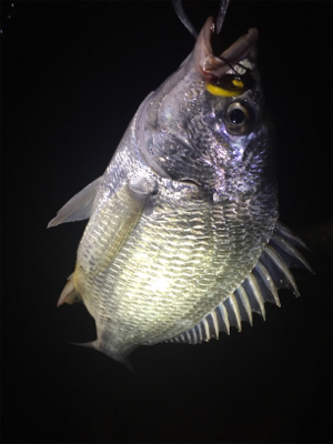 久しぶりの淀川チニング