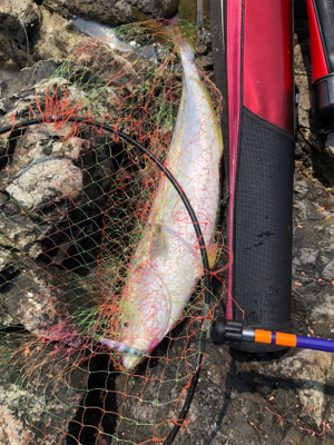 今年初ジギング