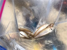 ちょい投げキス釣り！