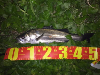 真夏の夜に魅せた！禁断のジャーク！