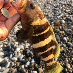 ライトショアジギング！