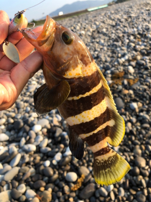 ライトショアジギング！