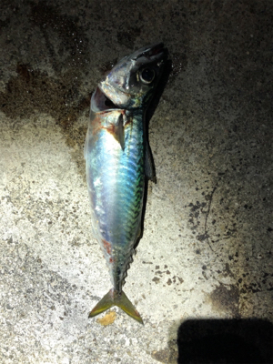 鯖からの太刀魚