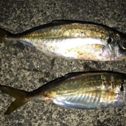 久しぶりのアジ