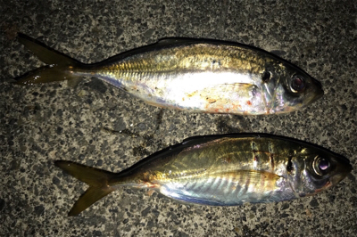 久しぶりのアジ