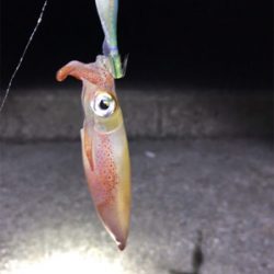 なんとかケンサキGET (^^;