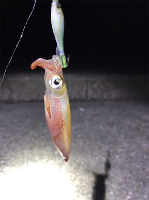 なんとかケンサキGET (^^;