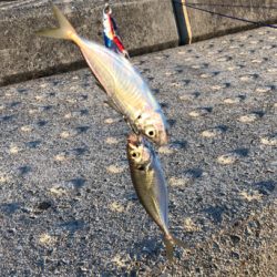 アジ、ダブルヒット！！