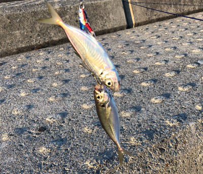 アジ、ダブルヒット！！