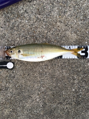 朝まずめショアジギング