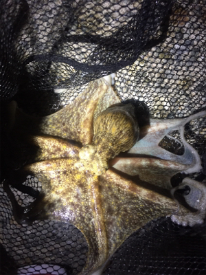 爆風でもタコ！