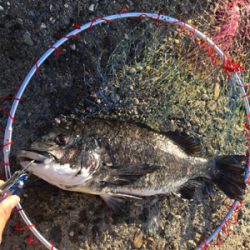 朝マヅメからテトラへ反応あり！