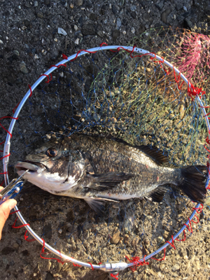 朝マヅメからテトラへ反応あり！