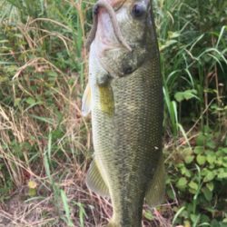 田井ノ瀬橋下で紀ノ川バス