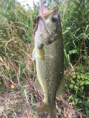 田井ノ瀬橋下で紀ノ川バス