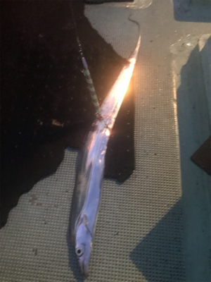 タチウオ狙いで出船