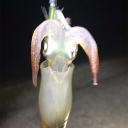 今日もケンサキイカ釣り(^^)