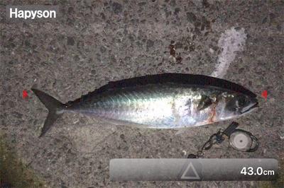 サバの時合いって…