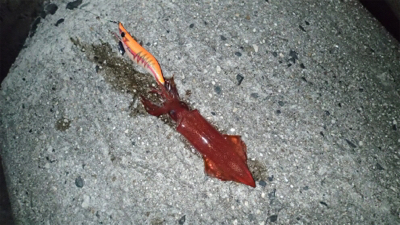 ケンサキエギング