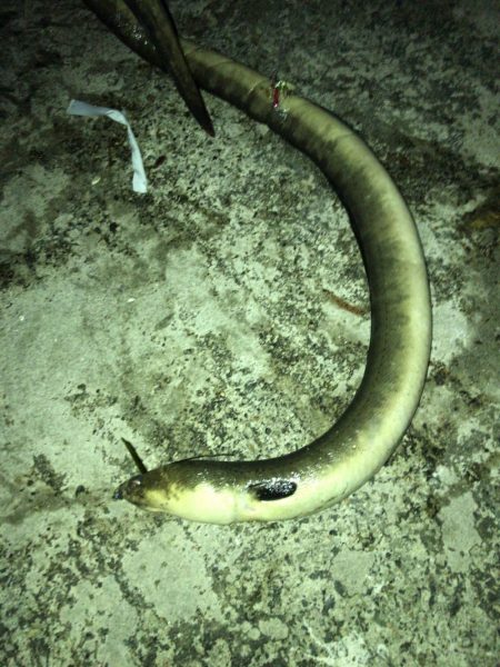 まさかのゲスト