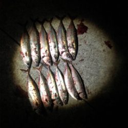 やっと来ましたサバゲー