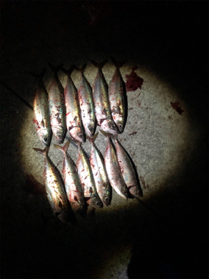 やっと来ましたサバゲー