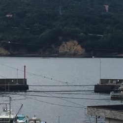 椿泊の港で適当に投げたら釣れました