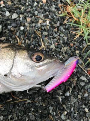 秘密の場所でゲット