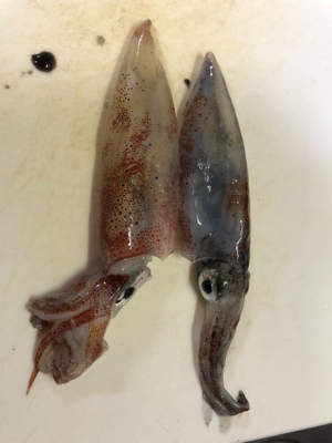 エギングでヤリイカ