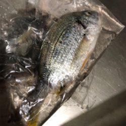 久々にファミリーフィッシング