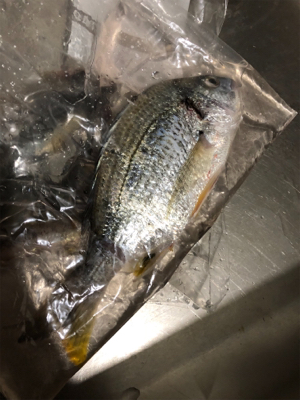 久々にファミリーフィッシング