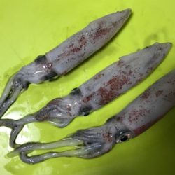 一応、イカ