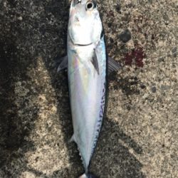 カゴ釣りで狙うソウダ！シイラ！