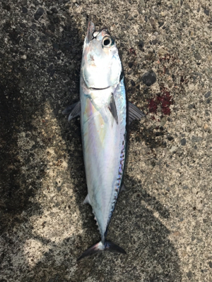 カゴ釣りで狙うソウダ！シイラ！