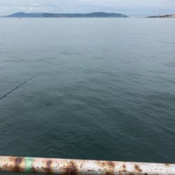 青物が釣れるはずだったが…