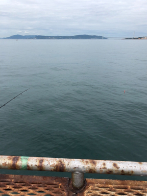 青物が釣れるはずだったが…