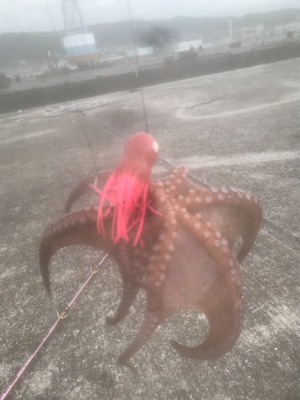 タコ釣り〜