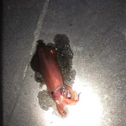 ケンサキ狙い〜