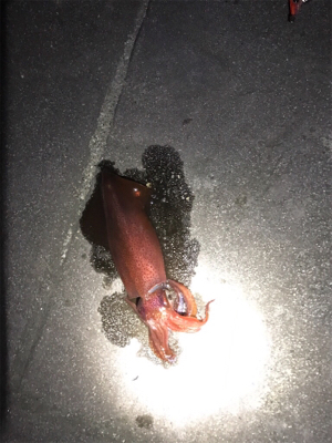 ケンサキ狙い〜