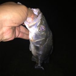 謙虚なる姿勢!野鯉翁からのアドバイス!