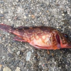 今日もガシラ狙い、楽しかったです。