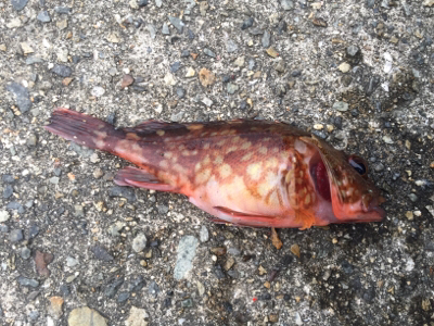 今日もガシラ狙い、楽しかったです。