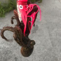 久しぶりタコ。