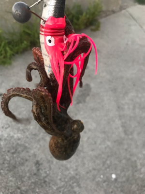 久しぶりタコ。