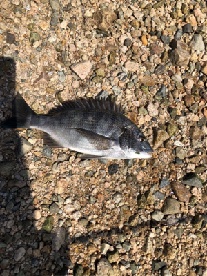 夕まずめチニング