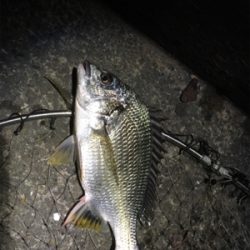 めっちゃ釣れた