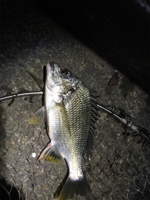 めっちゃ釣れた