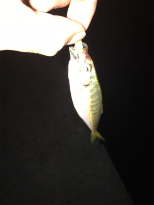 中アジを探しに