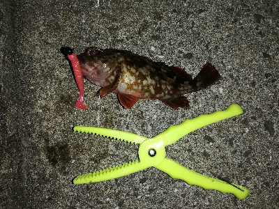 アタリは多いが…